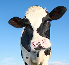 . Image - Cow and blue sky. Click tile image to view