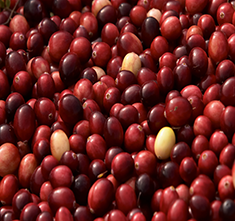 . Image - Cranberries. Click tile image to view